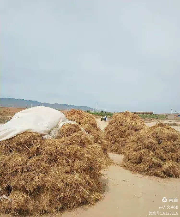 寺滩乡农特产品之"和尚头"小麦